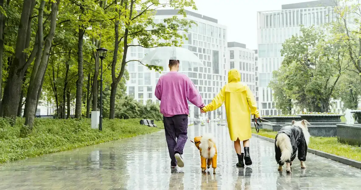 Couple visiting animal shelter with dogs