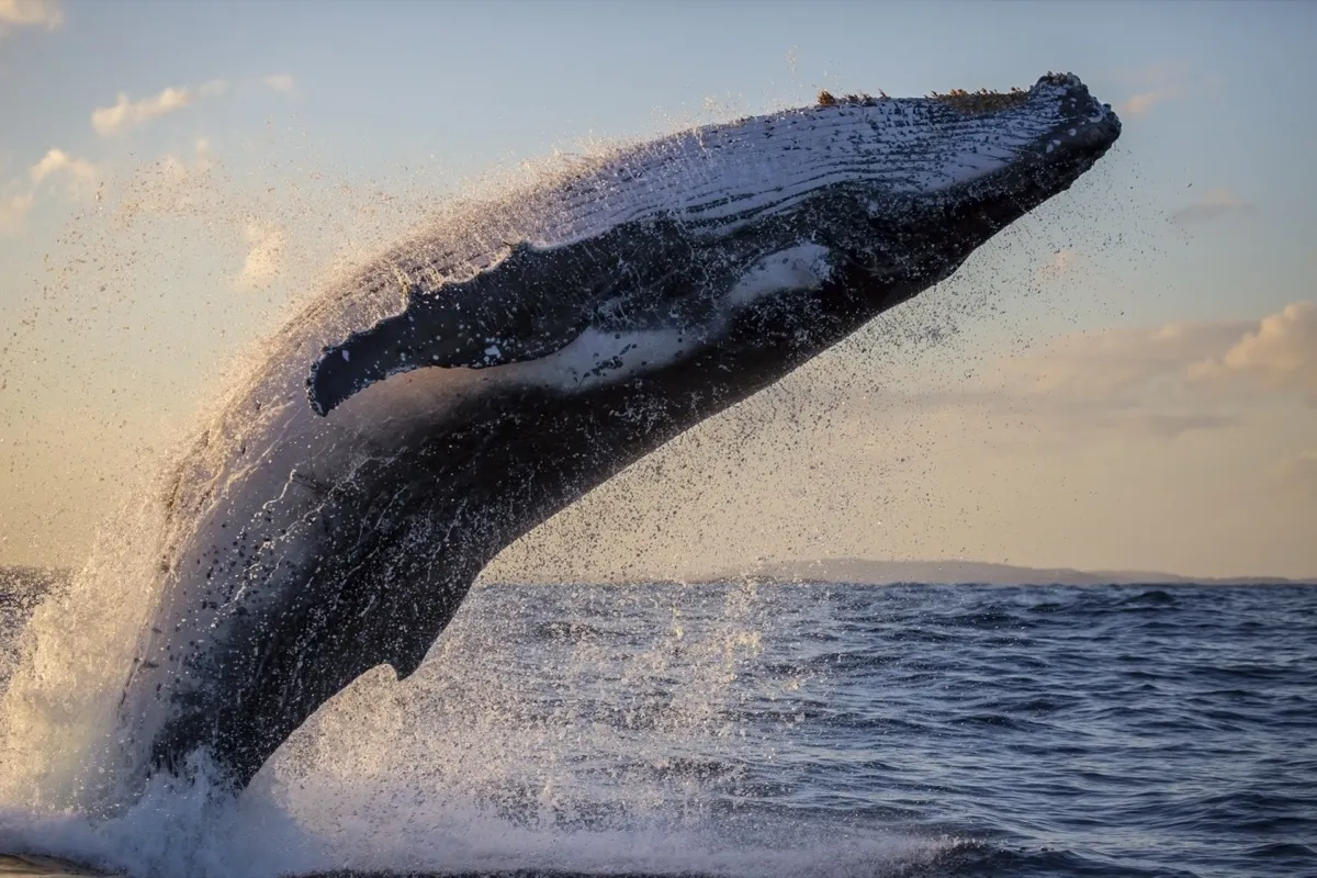 Orca whale breaching in Puget Sound with mountains in background