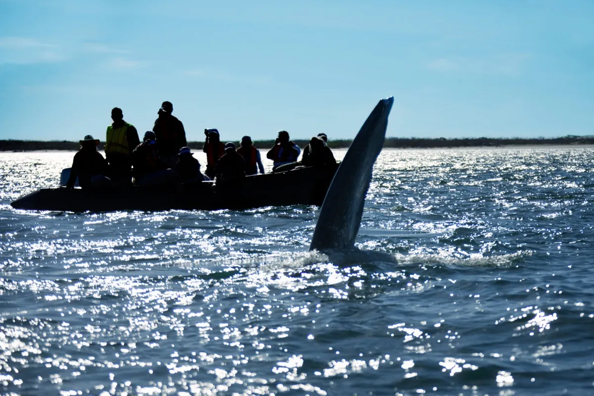 Whale watching tour boat Seattle Puget Sound wildlife cruise couples adventure date