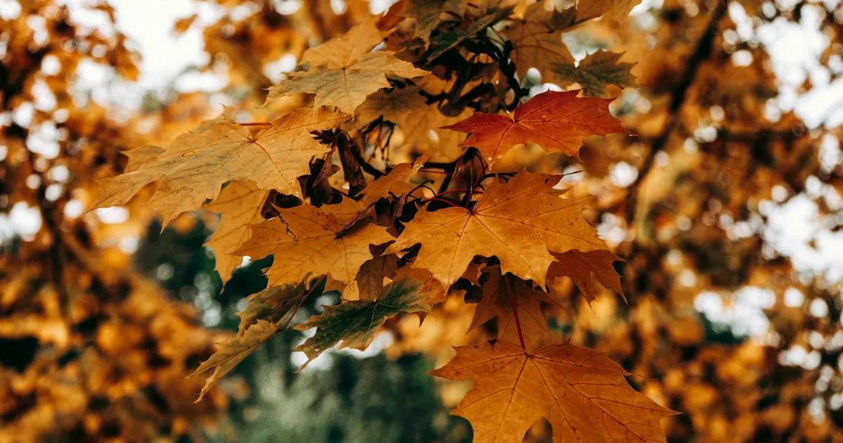 Forest Park fall foliage hike Portland Oregon autumn colors