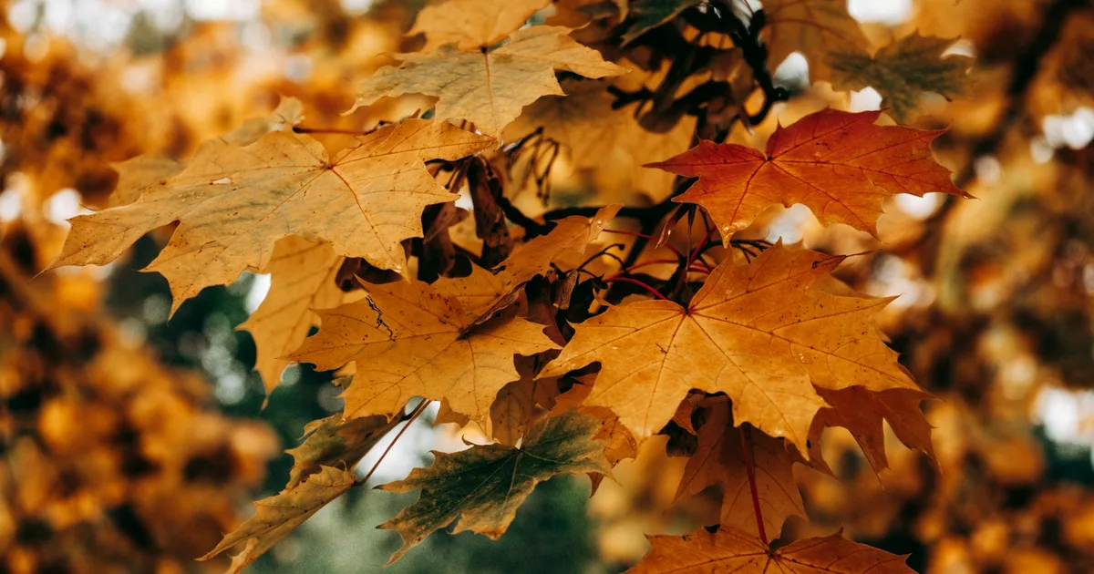 Columbia River Gorge fall colors scenic drive Portland