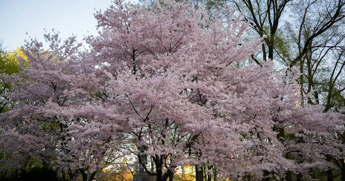 Bellevue Botanical Garden spring blooms romantic date