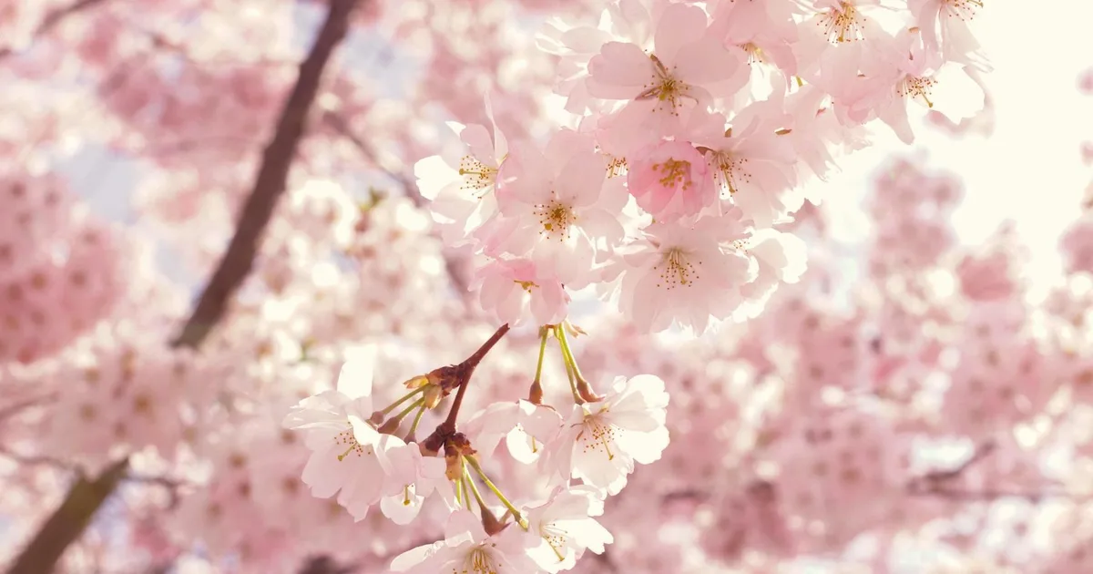 Downtown Park Bellevue cherry blossom promenade spring date