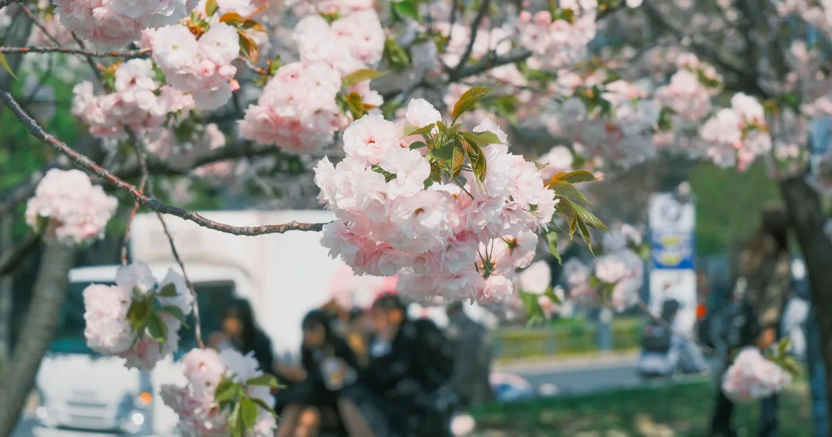 Tom McCall Waterfront Park cherry blossoms Portland spring date