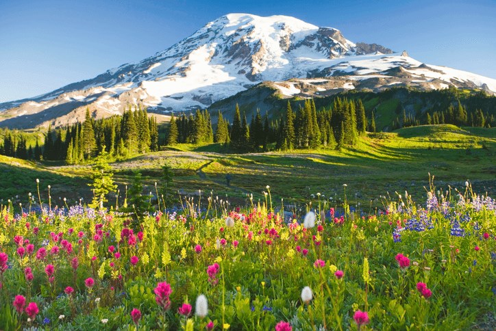 Romantic sunset from mountain peak with wildflowers